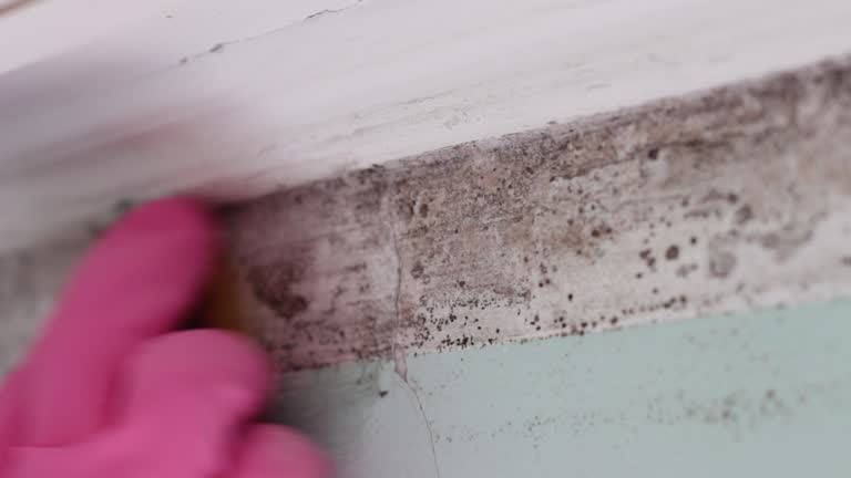 Environmental Consulting for Mold Prevention in Enumclaw, WA